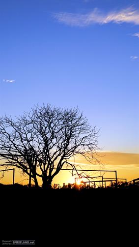 Cattle Yard Sunrise, WA. 